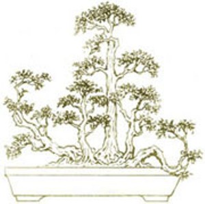 Chia sẻ một số thế bonsai đẹp từ nghệ thuật bonsai cổ Việt Nam 1