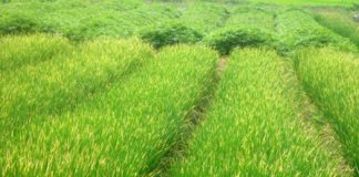 Hành: Cây gia vị nhỏ chữa nhiều bệnh lớn