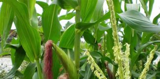 4 thực phẩm giúp thanh lọc và giải độc cơ thể ngày hè