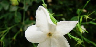 5 mùi hương khiến tâm trạng hạnh phúc