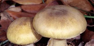 9 loại thực phẩm quen thuộc có chứa chất độc tự nhiên