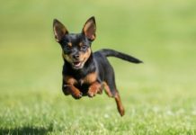 Cách nuôi chó Chihuahua khỏe mạnh từ nhỏ đến lớn