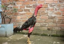 Hướng dẫn chế độ ăn cho gà chọi, gà nòi chuẩn nhất