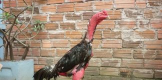 Hướng dẫn chế độ ăn cho gà chọi, gà nòi chuẩn nhất