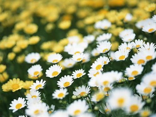 12 cung hoàng đạo trồng hoa gì để được may mắn, hạnh phúc