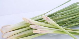 Tác dụng thần kỳ của cây sả