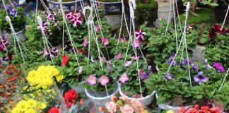 6 chợ hoa Tết nổi tiếng của Hà Nội