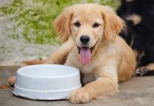 Cách cho chó uống thuốc cực kỳ dễ dàng