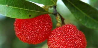 Vợ chồng trẻ đòi ly hôn chỉ vì việc ăn quả thanh mai thế nào cho đúng