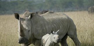 Sừng tê giác có phải là thần dược?