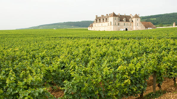 Thăm trung tâm rượu nho lớn nhất nước Pháp