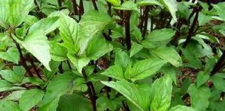 Những thực phẩm chữa viêm âm đạo có ngay trong bếp - 1