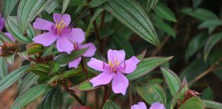 Giải độc bằng những loại thảo dược trong vườn nhà