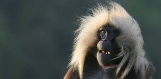 Loài khỉ duy nhất phát ra "tiếng nói" như người