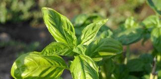 Những loại rau thơm trị mụn hiệu quả