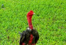 Cách nuôi gà chọi nhanh lớn để làm giàu chỉ trong ‘chớp mắt’