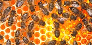 Mật ong nguyên chất và công dụng với sức khỏe
