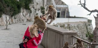 Phượt thủ cảnh báo nạn khỉ móc túi du khách ở Bali