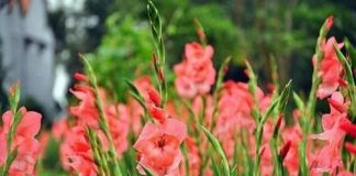 Cách cắm hoa lay ơn tươi lâu trong dịp Tết Nguyên Đán