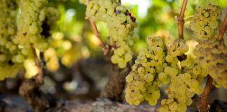 Thăm trung tâm rượu nho lớn nhất nước Pháp