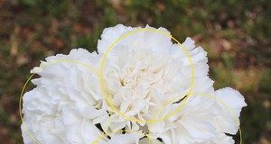 Hướng dẫn cắm hoa hình mèo Kitty dễ thương