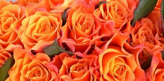 Bí quyết chữa bệnh từ các loài hoa