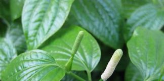 9 bài thuốc giúp trị đau nhức răng