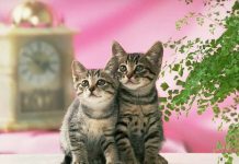 Kinh nghiệm chăm sóc và nuôi mèo nhỏ