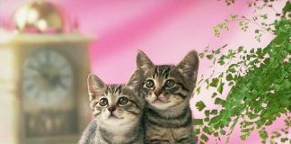 Kinh nghiệm chăm sóc và nuôi mèo nhỏ