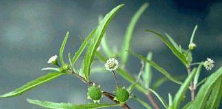 Những bài thuốc kì diệu từ nhọ nồi