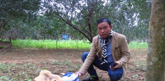 Cây nấm khổng lồ to hơn mũ bảo hiểm 'tấn công' vườn thanh trà