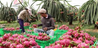 Thương lái Trung Quốc âm thầm mở xưởng thu gom thanh long