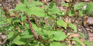 Bài thuốc chữa bệnh từ cây dền gai