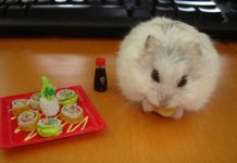 Hướng dẫn chế độ ăn và dinh dưỡng dành cho Hamster