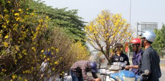 Mai, đào bạc triệu ở Sài Gòn đại hạ giá ngày cuối năm