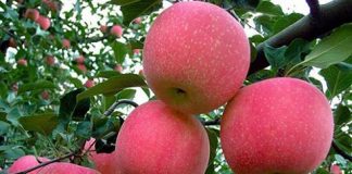 5 loại thực phẩm Trung Quốc nên tránh xa