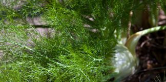 Salad cà rốt kiểu Pháp thanh mát bổ dưỡng