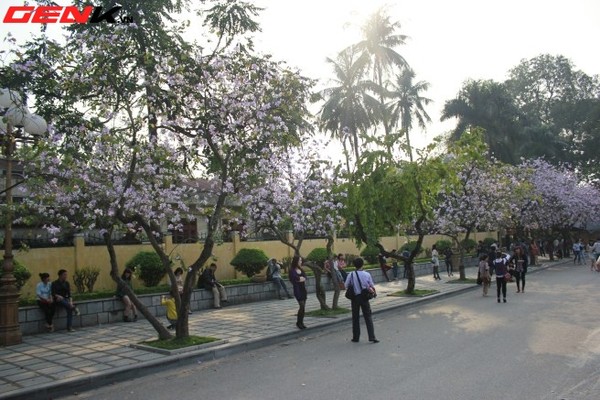 Những địa điểm chụp hoa tuyệt đẹp ở Hà Nội trong tháng Ba