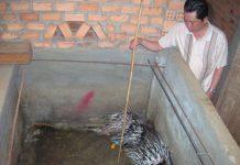 Hướng dẫn kỹ thuật nuôi nhím