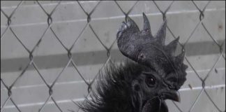 Hà Nội: Kỳ lạ giống gà 50 triệu/con