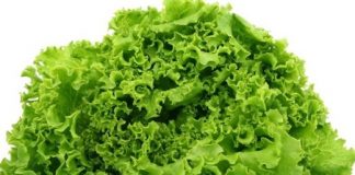 Rau diếp, xà lách - thần dược chốn phòng the của vua Ai Cập