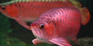 Hướng dẫn 5 bước thiết lập hồ nuôi cá rồng