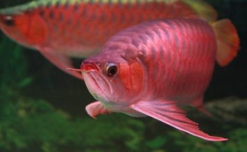 Hướng dẫn 5 bước thiết lập hồ nuôi cá rồng