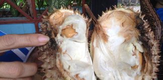 Sầu riêng tiêm hóa chất ép chín bày bán tràn lan