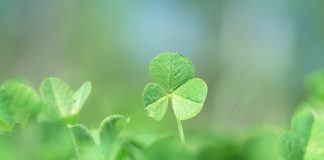 Đi tìm 4 con giáp may mắn nhất tháng đầu tiên của năm Bính Thân