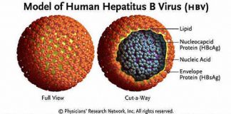 Viêm gan B và cách điều trị bệnh viêm gan B