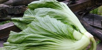 Bí quyết muối dưa cải ngon ăn chống ngán ngày Tết