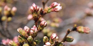 Ngắm hoa anh đào nở tại Tokyo