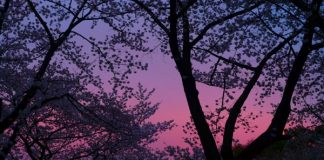 Lộ trình khám phá cho người lần đầu tới Tokyo