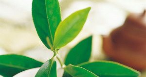 Làm sao để phòng bệnh ung thư đúng cách